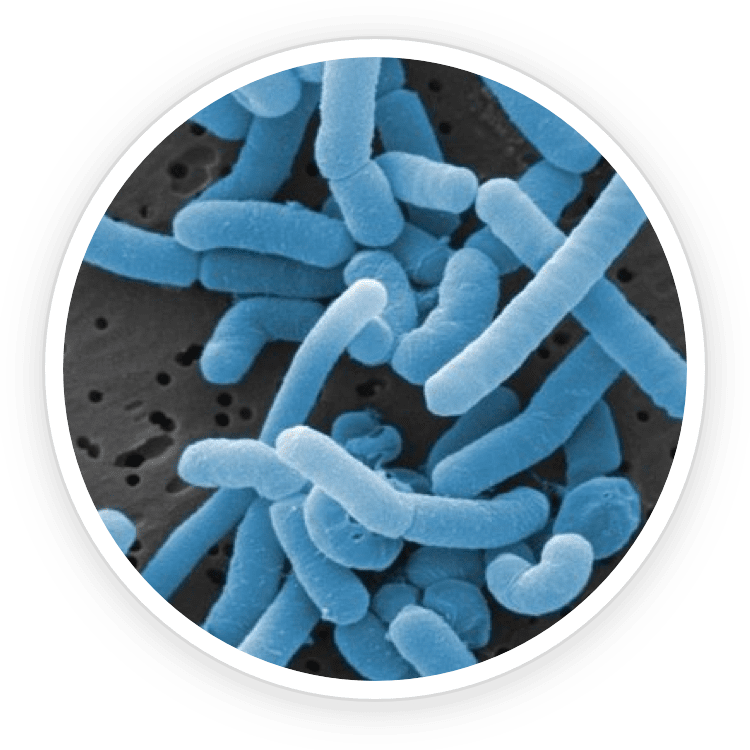 Lactobacillus Paracasei ingredient illustration