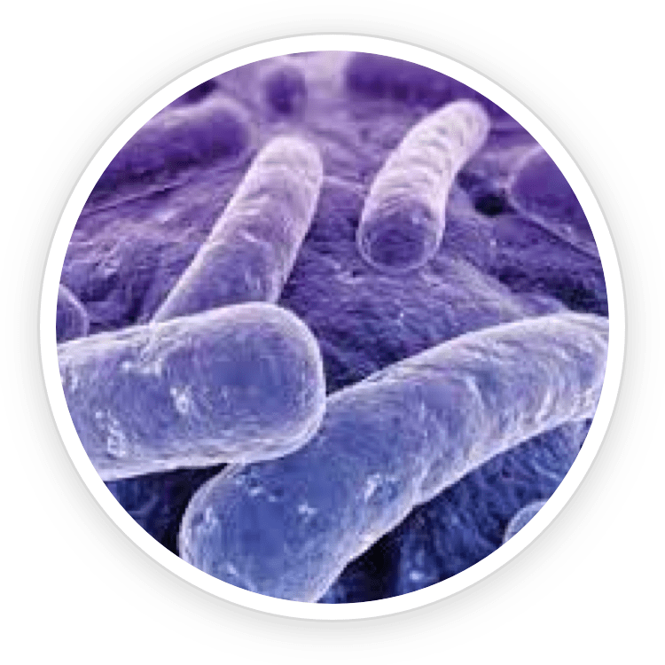 Lactobacillus Reuteri ingredient illustration