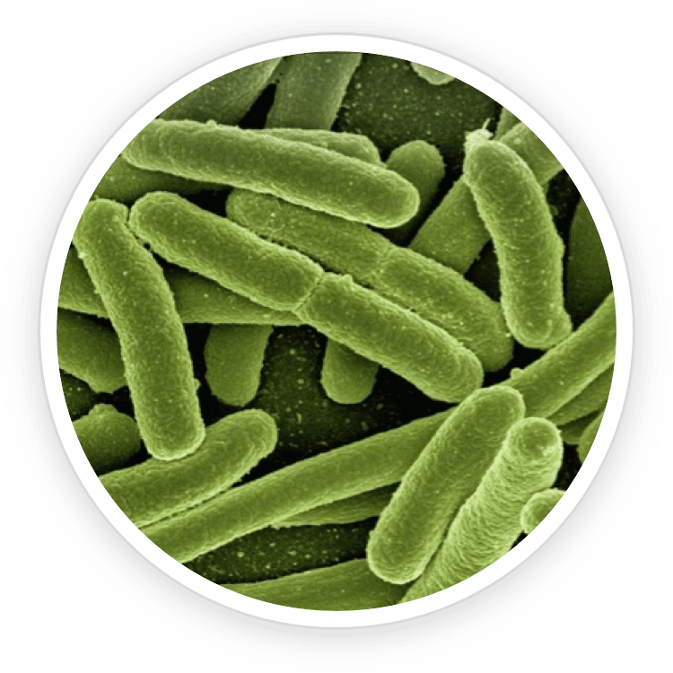 B lactis BL-04 ingredient illustration